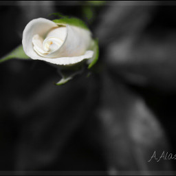 macro black & white color splash flower emotions